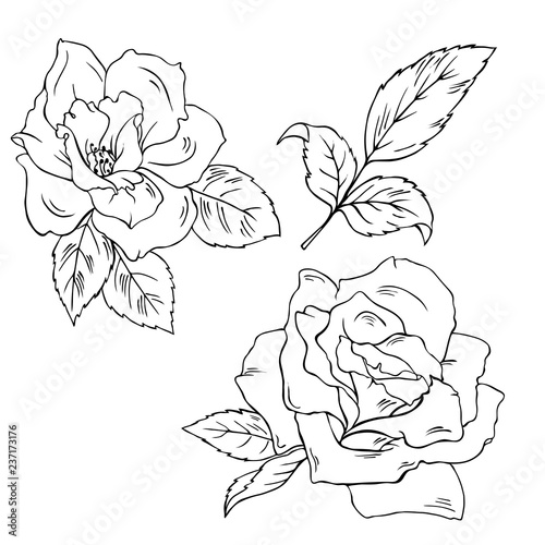 Set of silhouette rose flowers and leaves isolated on white background. Hand drawn vector illustration. 