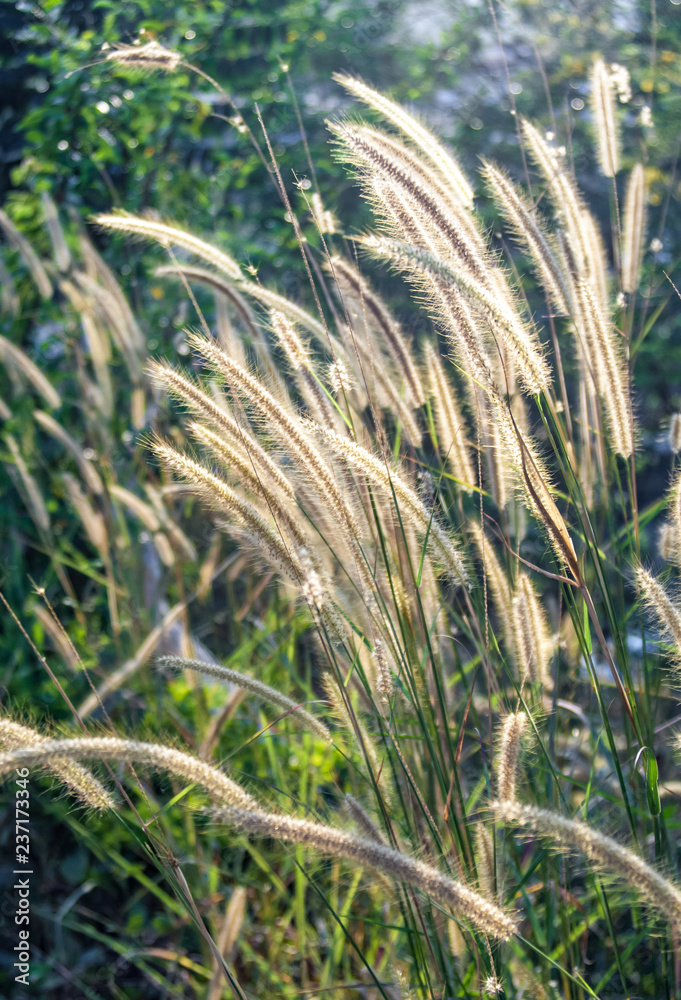 Strauchpflanze Strauchpflanze