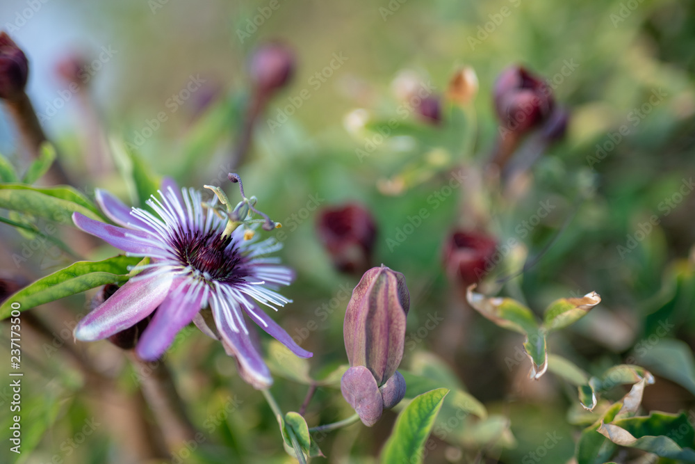 Passionflower Passionflower