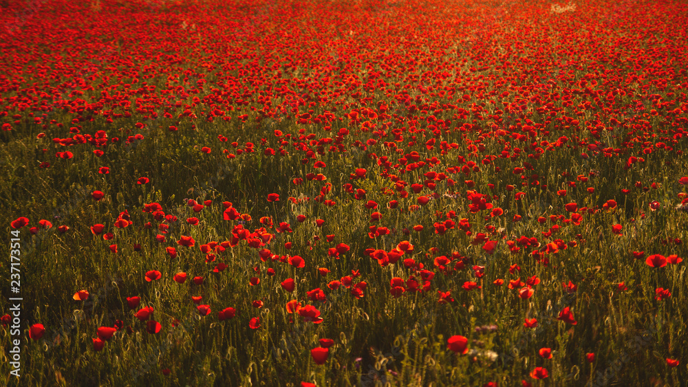 A field full of red wild poppy flowers blooming in spring 