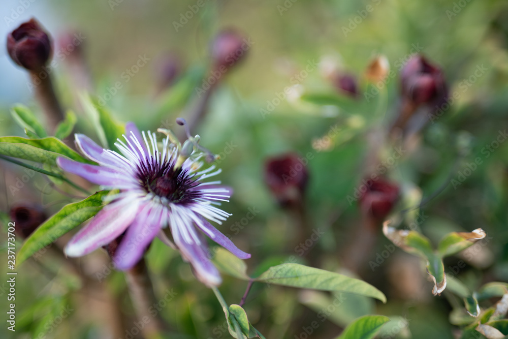 Passionflower Passionflower