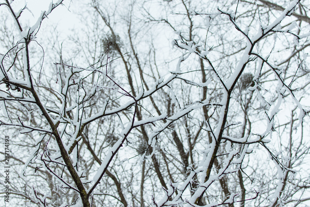 The branches of the tree are covered with snow. The branches of the tree are covered with snow.