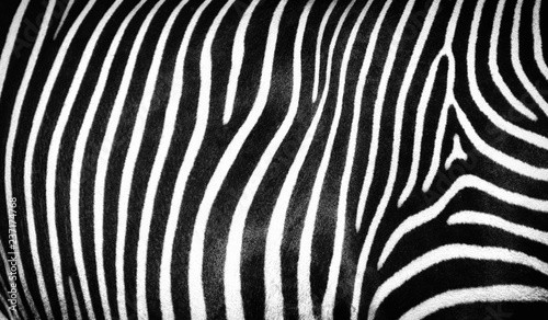 Black and white abstract striped texture of wild zebra skin
