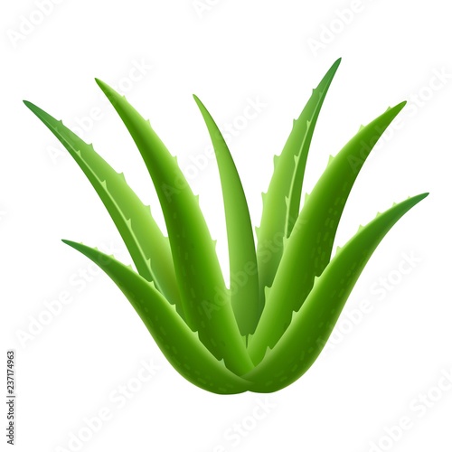 Aloe vera plant icon. Realistic illustration of aloe vera plant vector icon for web design isolated on white background