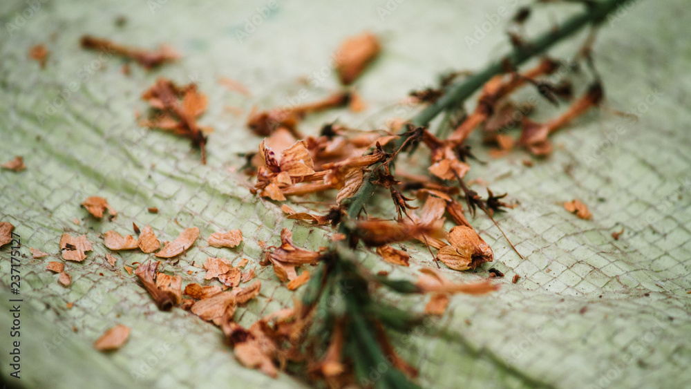 Crushed flower Crushed flower