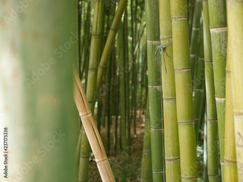 Thick forest of green bamboo, growing in different direction with an orange stick in the center and a sunny brown ground