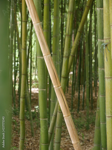 Thick forest of green bamboo  growing in different direction with an orange stick in the center and a sunny brown ground