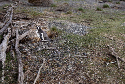 penguin in Ushuaia Argentina 