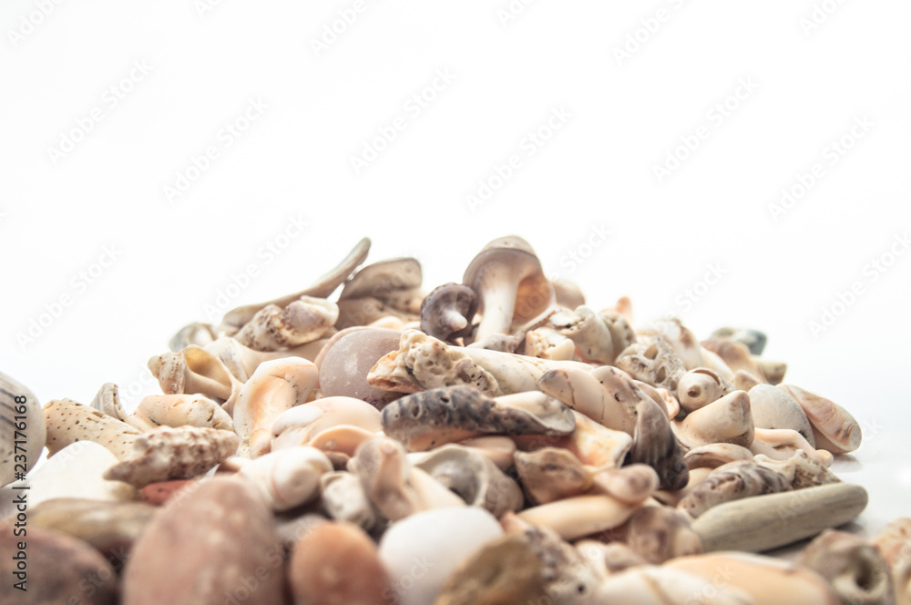 Seashells on a white background