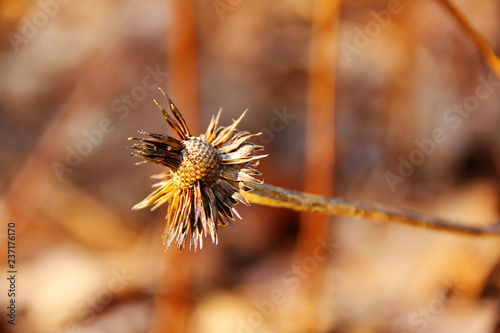 dried flowers in the middle of winter