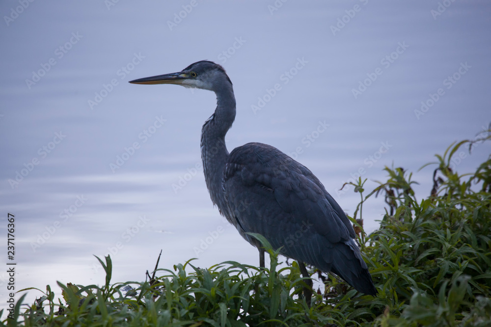 Fototapeta premium Heron besides water