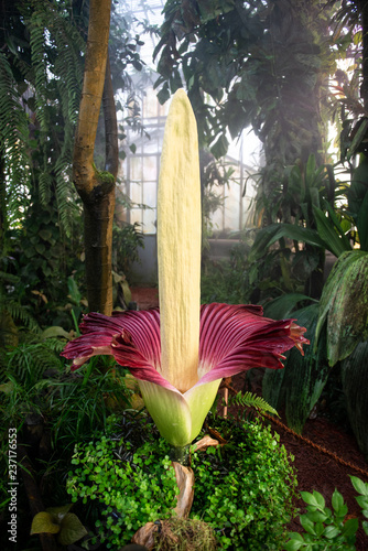 Wallpaper Mural Amorphophallus Titanium Torontodigital.ca
