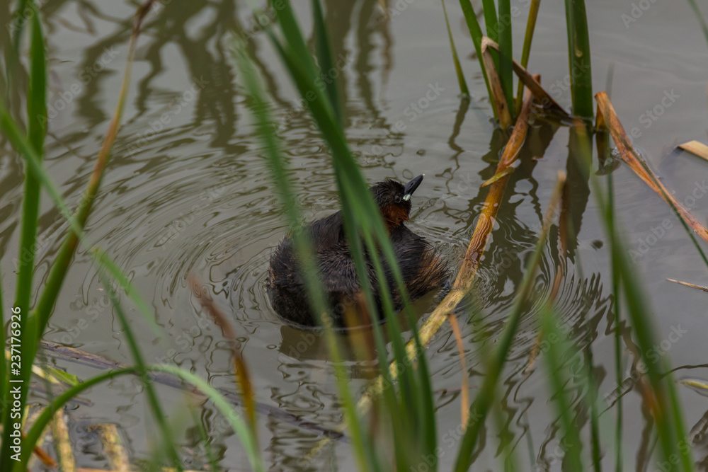 Common coot baby in Aiguamolls de l'Empordà Nature Park, Girona, Spain Common coot baby in Aiguamolls de l'Empordà Nature Park, Girona, Spain