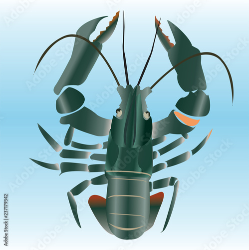  green Shrimp sea  vector illustration. 