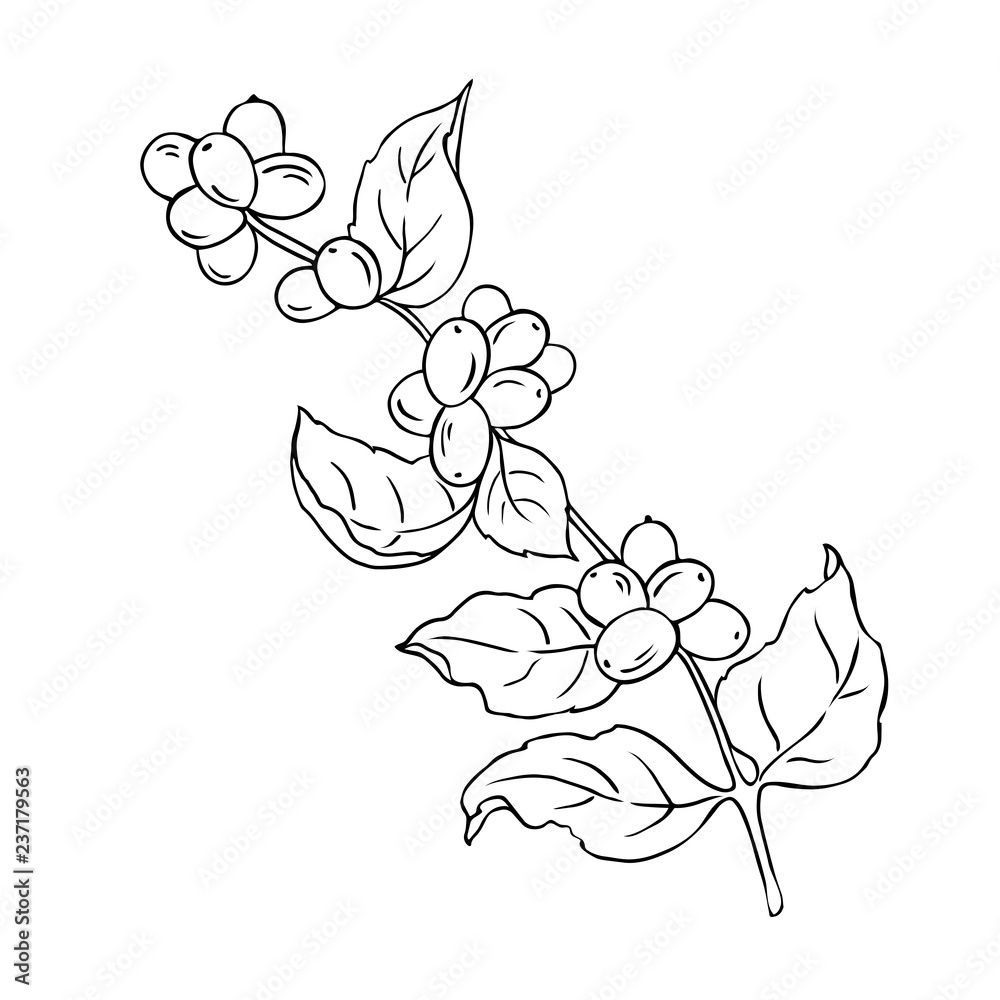 silhouette branch with berries and leaves isolated on white background. Hand drawn vector illustration. Monochrome ink sketch.