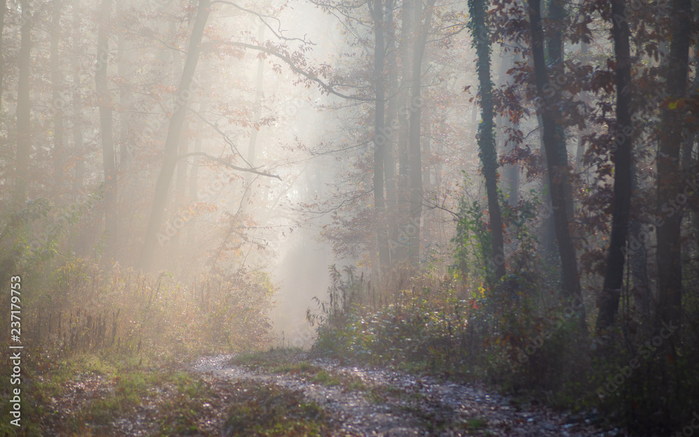 Obraz premium Path in the autumn morning forest