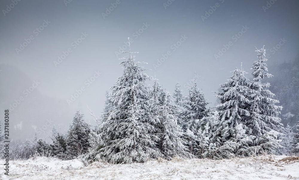 Fototapeta premium winter landscape with snowy fir trees in the mountains