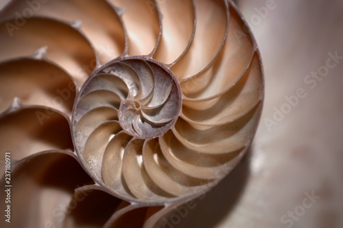 A half nautilus shell in brown and yellow sepia tones in soft focus.