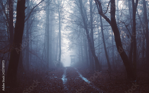 Foggy winter path in the scary forest. Illak forest, Pannonhalma in Hungary. Morning fog in the deep dark Hungarian Forest.