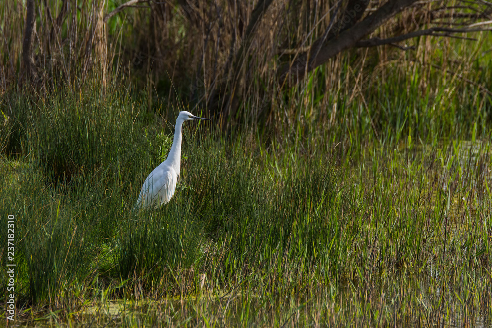 Fototapeta premium Little egret in Aiguamolls de l'Empordà Nature Reserve, Girona, Spain