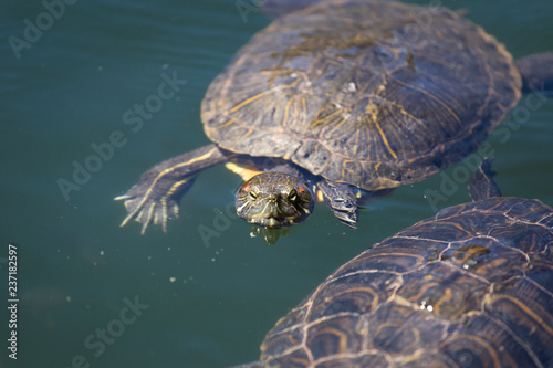 Turtle sitting in the water on a pond with green algae © vfhnb12