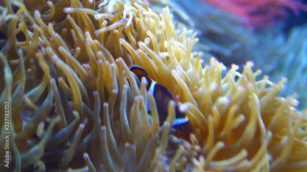 Clownfish swimming in the sea in 4k slow motion 60fps Clownfish swimming in the sea in 4k slow motion 60fps
