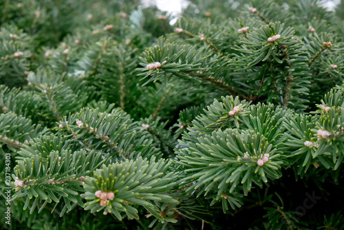 branches of the fir tree, green branches in the low light focus