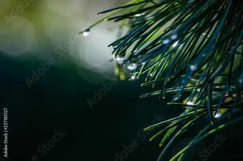 Magic raindrops on the original two-tone pine needles of Japanese pine Pinus parviflora Glauca. Close-up in natural sunlight with beautiful bokeh. Selective focus. Nature concept for Christmas design
