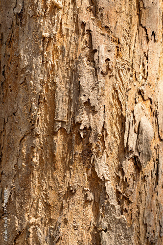 Skin wood texture