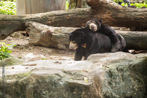 Asia Tropical Wildlife Animal, Asiatic Black Bear (moon bear, white-chested bear) is a medium-sized bear species native to Asia and largely adapted to arboreal life lives in tropical forest habitat.