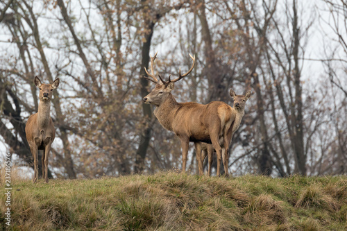 Branco di cervi nelle Alpi (Cervus elaphus)