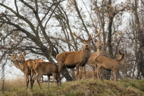 Branco di cervi nelle Alpi (Cervus elaphus)