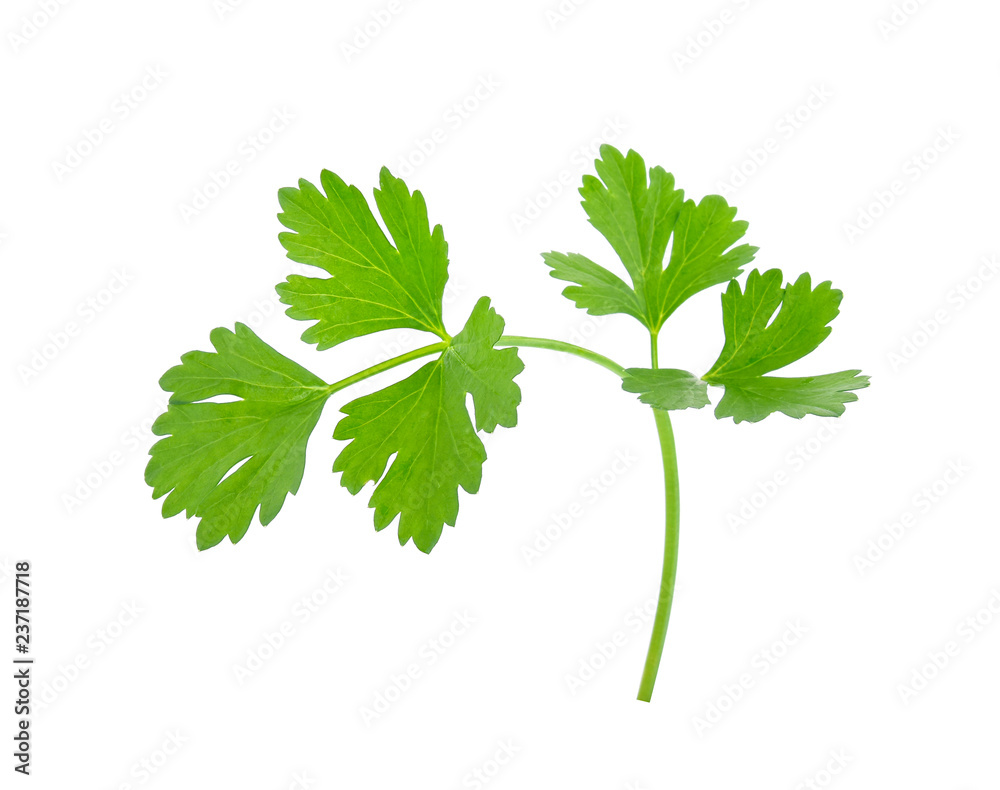 Celery or parsley leaf isolated on white background Celery or parsley leaf isolated on white background