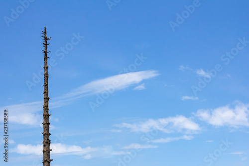 Branchless tree against a blue sky