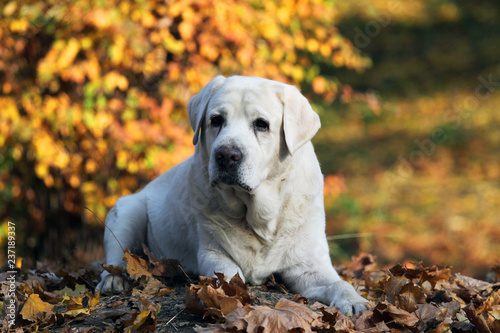 a sweet yellow labrador in the park in autumn