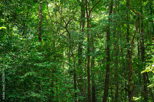 Green tropical jungle, rain forest.