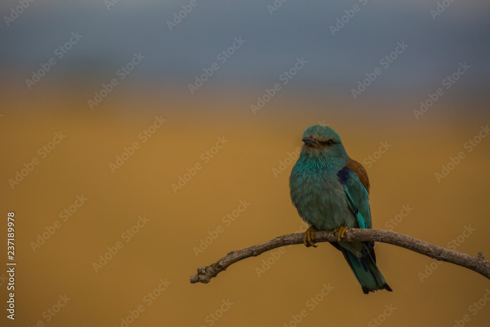 Fototapeta premium Europen roller in Montgai, Lleida, Spain