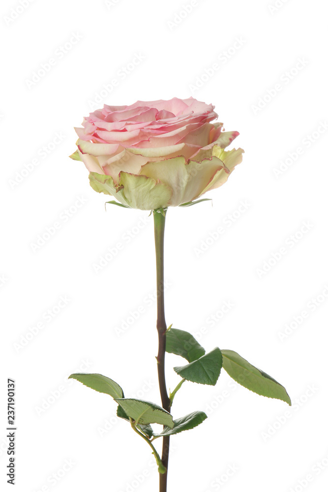 Beautiful rose on white background