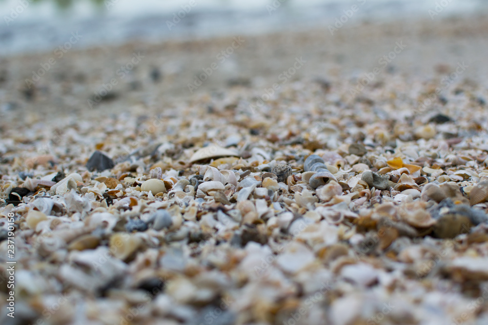 Seashell on the floor, tropical beach. Seashell on the floor, tropical beach.