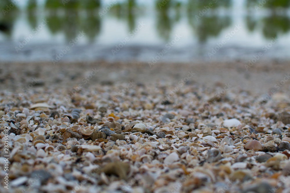 Seashell on the floor, tropical beach. Seashell on the floor, tropical beach.