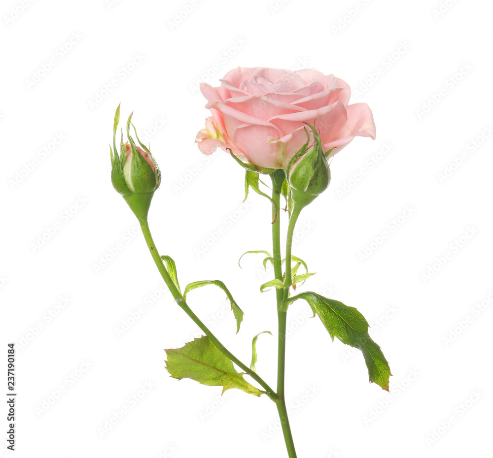 Beautiful rose on white background