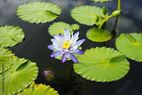 Violet water lily and its leaves in a small pond