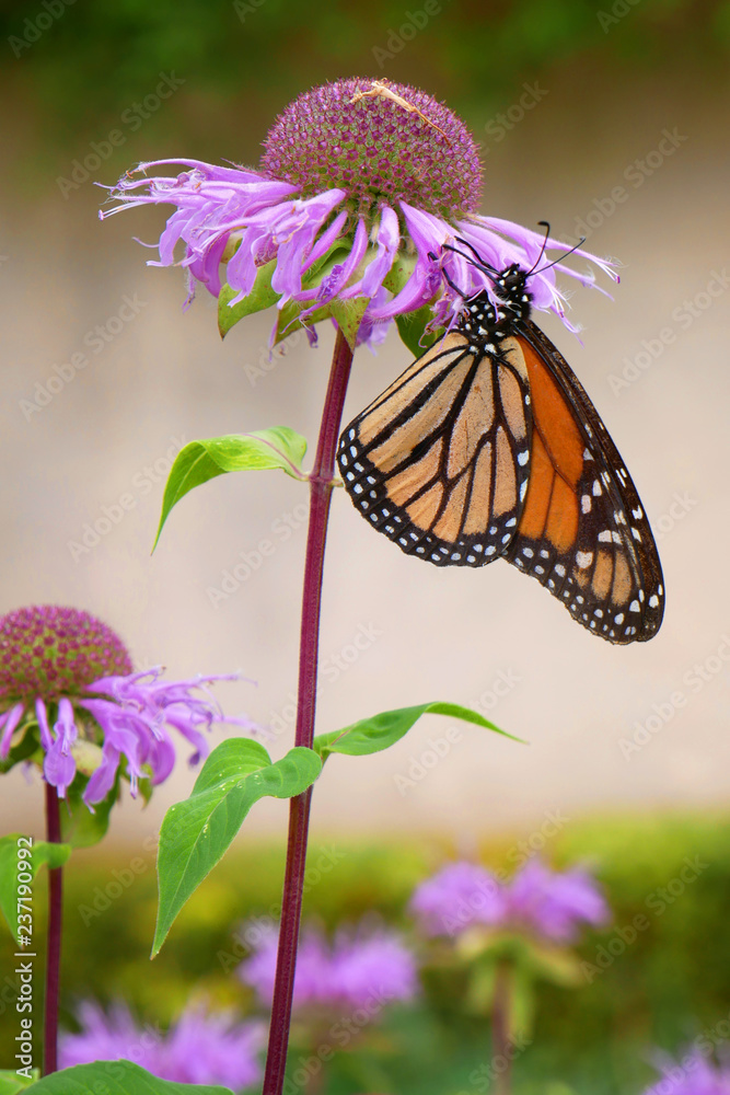 Monarch butterfly hovering on a garden flower Monarch butterfly hovering on a garden flower