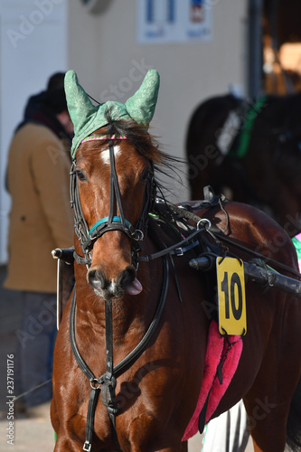 Fototapeta Naklejka Na Ścianę i Meble -  tête de cheval de course