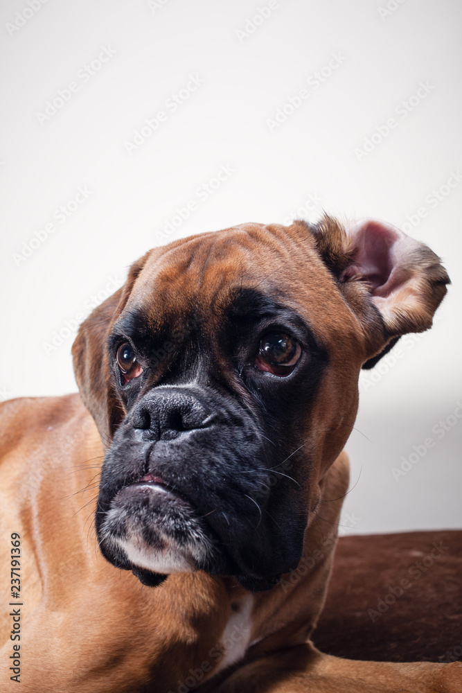 Close-up on a Boxer's head 