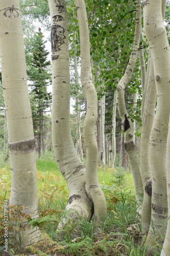 aspen trees
