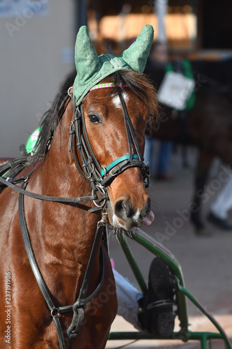 Fototapeta Naklejka Na Ścianę i Meble -  tête de cheval de course