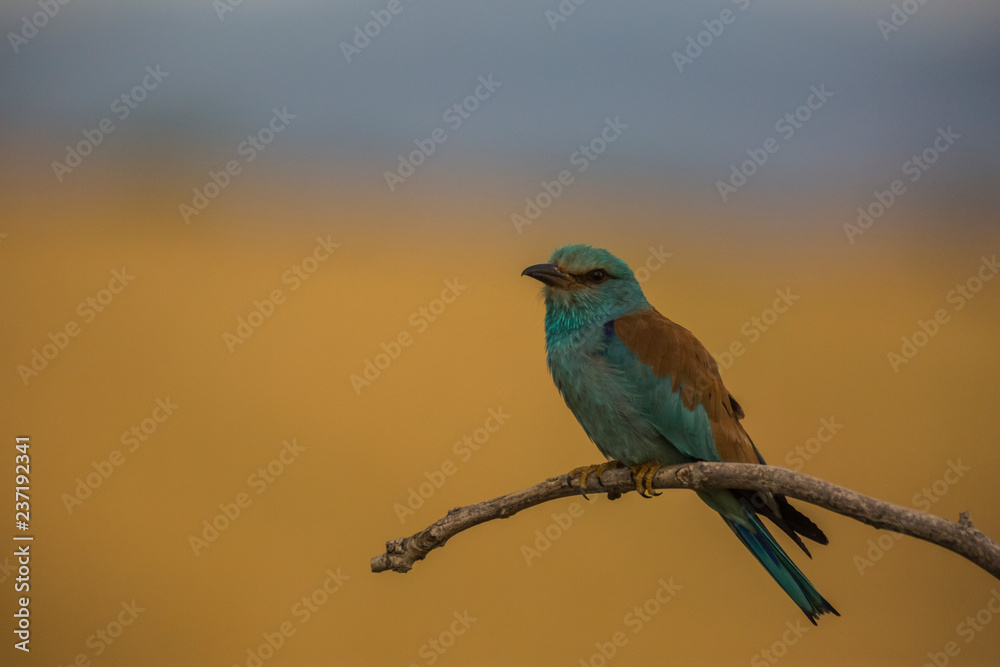 European roller in Montgai, Lleida, Spain