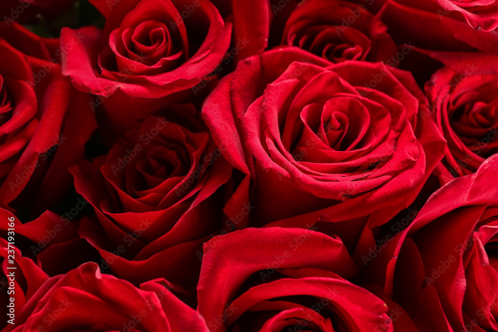 Bouquet of beautiful red roses, closeup Bouquet of beautiful red roses, closeup