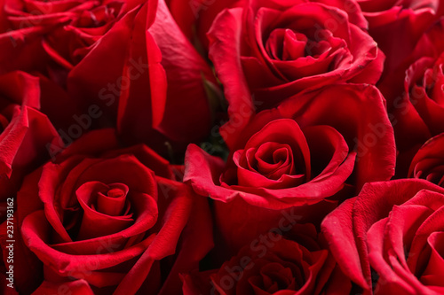 Bouquet of beautiful red roses, closeup